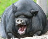 animals_2.jpg